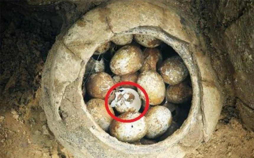 Vì sao các nhà khảo cổ lại sợ “trứng gà” khi khai quật mộ cổ? - Ảnh 4.