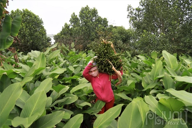 Làng lá dongTràng Cát, xã Kim An, huyện Thanh Oai cách trung tâm Hà Nội khoảng 30km, đây là ngôi làng có hơn 400 năm trồnglá dong nếp. Nơi đây còn được xem là vựa lá dong lớn nhất nhì miền Bắc và được mệnh danh là nơi trồng “ngọc xanh” của đất trời.