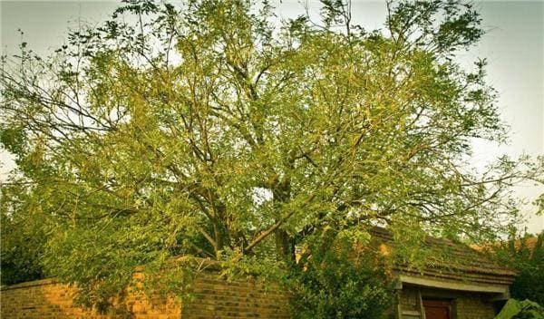 Có câu: 'Người nghèo không chặt ba loại cây thì con cháu sẽ được bảo vệ', đó là ba loại cây nào?