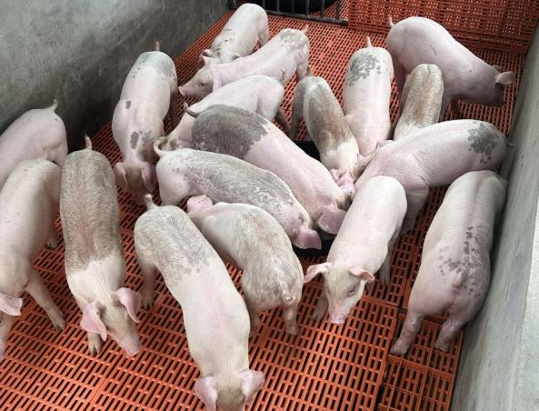 Giá heo hơi hôm nay 24/1/2024: Gần Tết, giá heo hơi tiếp tục tăng