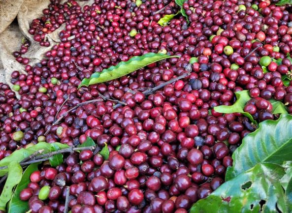 Giá nông sản ngày 24/1/2024: Cà phê quay đầu giảm, hồ tiêu đạt 82.500 đồng/kg