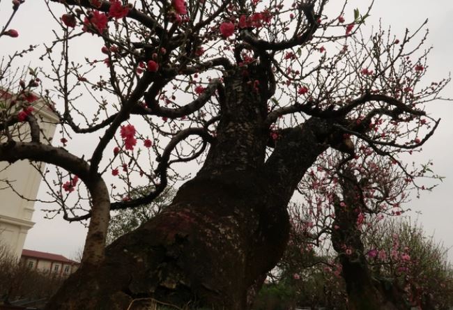 Nh&#x1EEF;ng g&#x1ED1;c &#x111;&#xE0;o c&#x1ED5; th&#x1EE5; &#x27;&#x111;&#x1ED5; b&#x1ED9;&#x27; xu&#x1ED1;ng ph&#x1ED1;