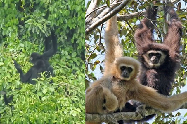 Việt Nam sở hữu loài vượn quý hiếm thứ 2 trên thế giới: Có tên trong sách đỏ, từng suýt bị tuyệt chủng