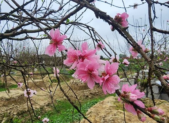 Giống đào phai bung nở hàng chục cánh được đại gia săn đón về chơi tết