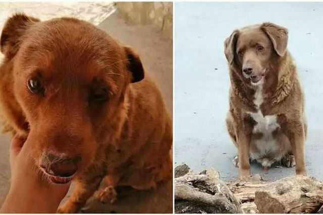 Chú chó già nhất thế giới từng được Kỷ lục Guinness ghi nhận tạm thời bị tước danh hiệu