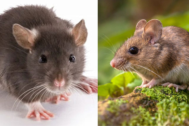 Chuyện lạ có thật: Loài chuột cũng biết tưởng tượng giống hệt con người, giới khoa học nói gì về điều này?