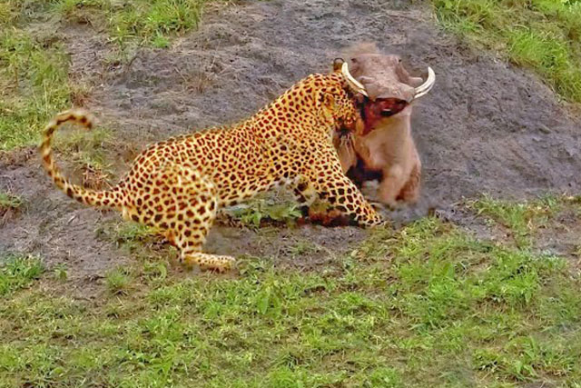 CLIP: Vừa ‘rời khỏi nhà’, lợn bướu đã chạm trán với ‘sát thủ thảo nguyên’ và cái kết đáng buồn