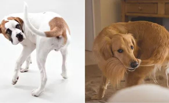 Bí mật đằng sau việc chó thường đuổi theo và cắn đuôi của chính mình?