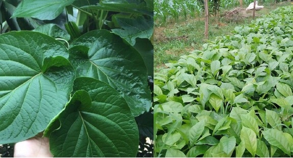 Lá cây được ví như 'lá kim cương' nhờ mang lại tác dụng y học, ngăn ngừa nhiều bệnh trong cuộc sống