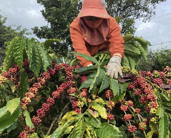 Giá nông sản ngày 25/1/2024: Cà phê tăng trở lại, hồ tiêu giảm 500 đồng/kg