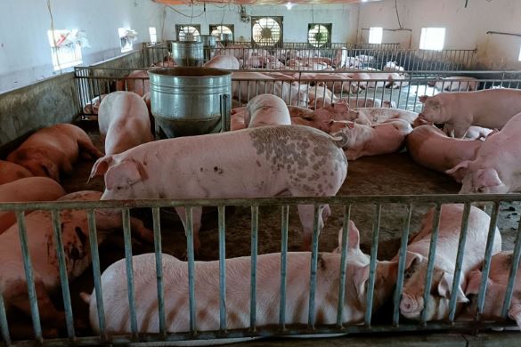 Giá heo hơi hôm nay 25/1/2024: Cả 3 miền tiếp tục tăng