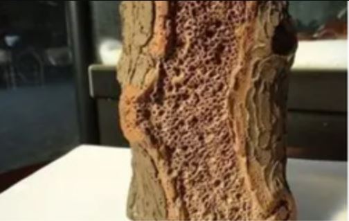 Bà lão nhặt được khúc gỗ sần sùi, mục nát: Chuyên gia vừa nhìn đã khẳng định báu vật xuất hiện