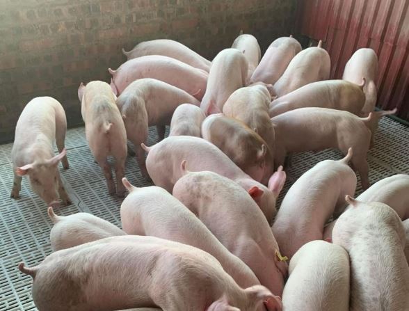 Giá heo hơi hôm nay 26/1/2024: Tiếp tục tăng, cao nhất đạt 58.000 đồng/kg