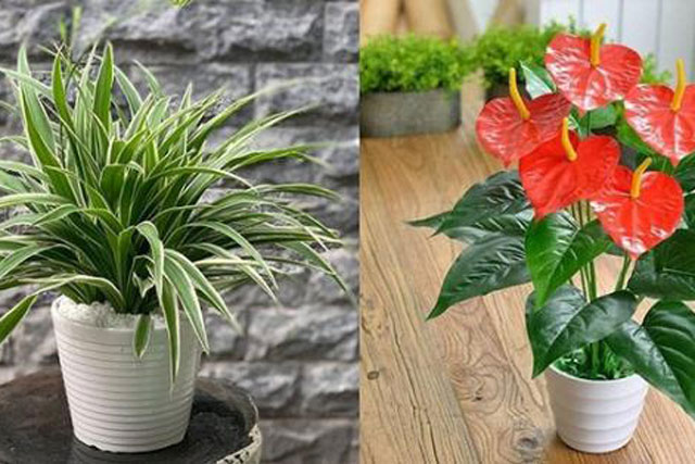 10 loại cây cảnh giúp ‘lọc sạch’ khí độc trong nhà, hút bức xạ wifi điện thoại