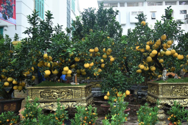 B&#x1B0;&#x1EDF;i bonsai gi&#xE1; tr&#x103;m tri&#x1EC7;u b&#xE0;y b&#xE1;n v&#x1EC9;a h&#xE8; ph&#x1EE5;c v&#x1EE5; kh&#xE1;ch c&#x1EAD;n T&#x1EBF;t