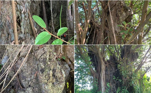 Nguyên nhân thực sự khiến cây đa 600 tuổi ở Thái Bình - cây di sản Việt Nam bị chết đứng nhiều năm