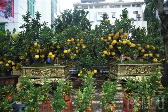 Gần Tết Nguyên đánGiáp Thìn 2024 khu vực đường Lạc Long Quân, quận Tây Hồ,Hà Nộicác chủ vườn đã bày bán hàng trăm gốc bưởi quả vàng óng.