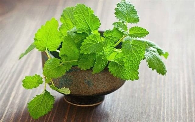 10 loại cây trồng trong nhà vệ sinh giúp khử mùi hôi, lọc không khí, bạn đã biết chưa?