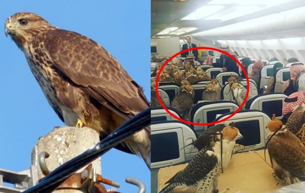 Loài chim 'vip nhất thế giới' có giá đến nửa tỷ đồng: Được cấp hộ chiếu, ngồi khoang thương gia