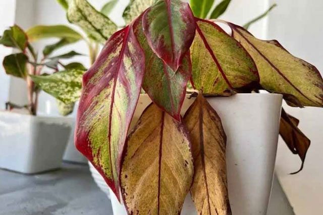 Trước nhà trồng 4 loại cây này chẳng khác nào rước tai ương vào cửa, tiền của không cánh mà bay