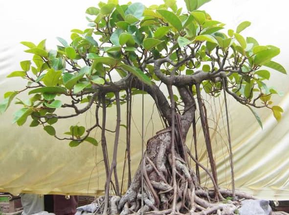 4 loại cây dù có đẹp đến mấy cũng chớ dại trồng trong nhà, dễ tiêu hao tài lộc, chỉ thêm xui xẻo, vận khí trôi sạch