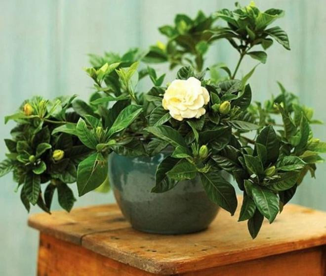 Những loại cây này trồng trong phòng ngủ vừa dễ bảo quản lại đẹp mắt, còn giúp bạn ngủ ngon, vận khí tốt hơn