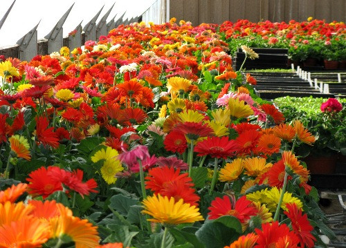 Những loại cây nên trồng trong dịp đầu năm mới để đón tài lộc, cả năm sung túc