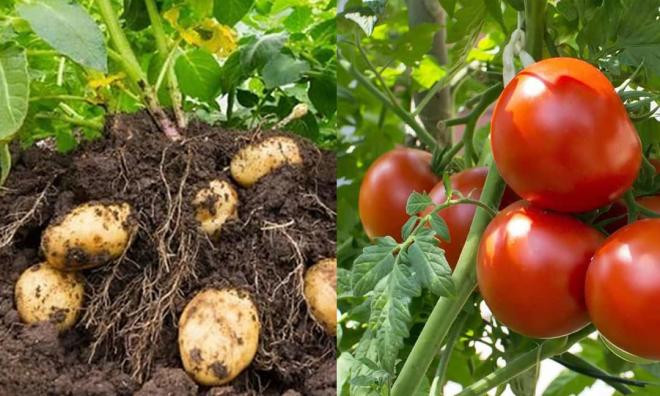 Đây là 5 cặp cây đại kỵ không nên trồng cùng nhau: Tốn công chăm mà còi cọc không ra quả nổi