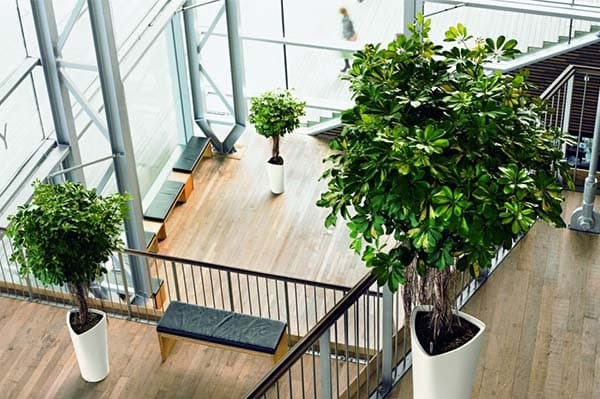 3 loại cây xanh tốt tươi đẹp, mấu chốt là muỗi không thích, vì lợi ích của gia đình, trong nhà nên có 1 cây