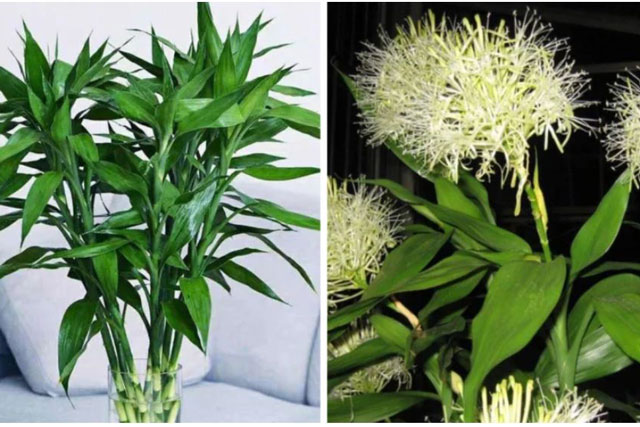 5 loại cây cực hiếm ra hoa, hoa nở là lộc rơi vào nhà, gia đình ấm no