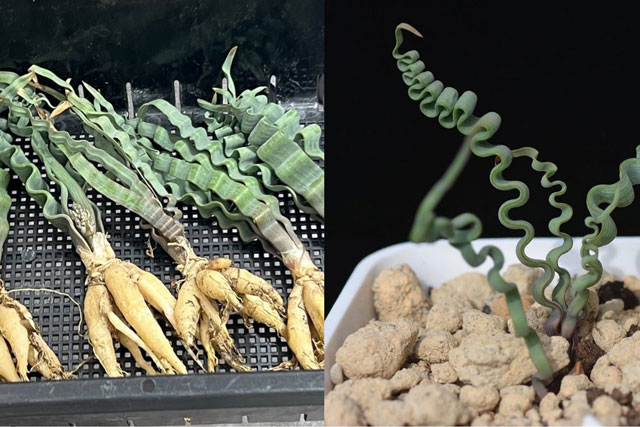 Chiêm ngưỡng loài cây 'xoăn tít thò lò' hiếm có khó tìm, đẹp vô thực khiến nhiều người săn lùng