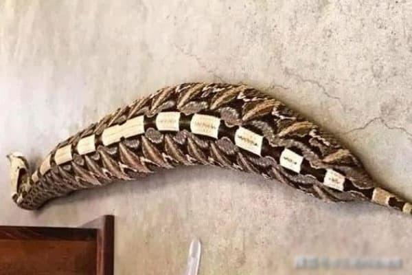 Loài rắn béo nhất thế giới Gaboon Viper khủng khiếp như thế nào? Nó có đủ mạnh để cạnh tranh với hổ mang chúa?