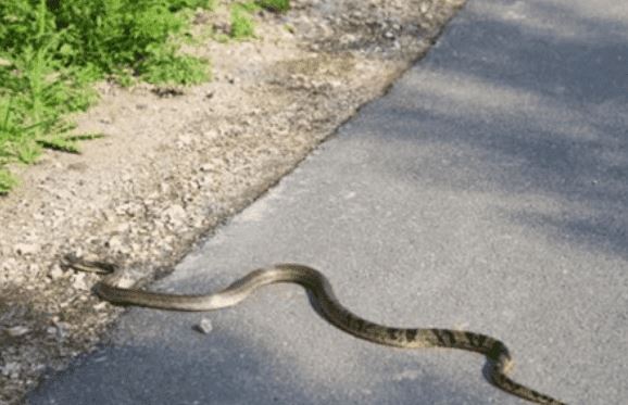 Tại sao rắn độc phải chặt đầu đem chôn sau khi chết? Nó không phải là mê tín, nó có cơ sở khoa học