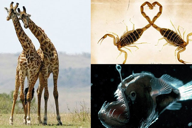 Top những loài vật có cách ân ái rùng rợn nhất Trái Đất, 1 loài là đặc sản nổi tiếng của Việt Nam