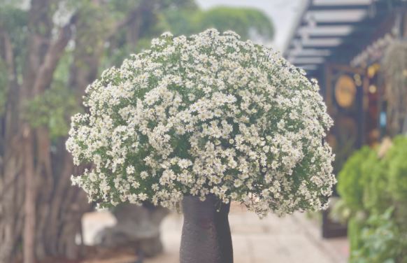 Tử vi hàng ngày - Thứ Bảy 27/1/2024 của 12 cung hoàng đạo