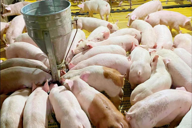 Giá heo hơi hôm nay 27/1/2024: Tiếp tục tăng 1.000 - 2.000 đồng/kg