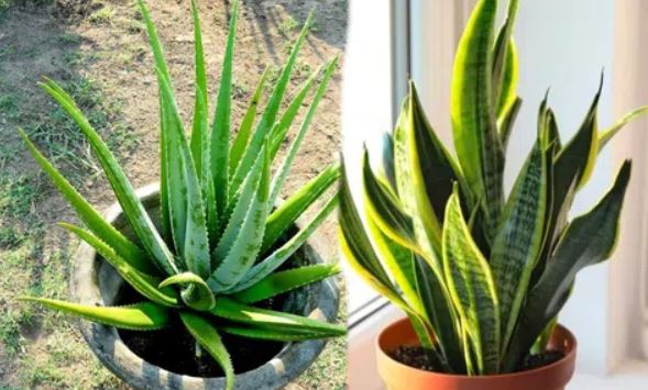 Mách bạn 7 loại cây quen thuộc, giúp thanh lọc không khí trong nhà, rẻ mà chất