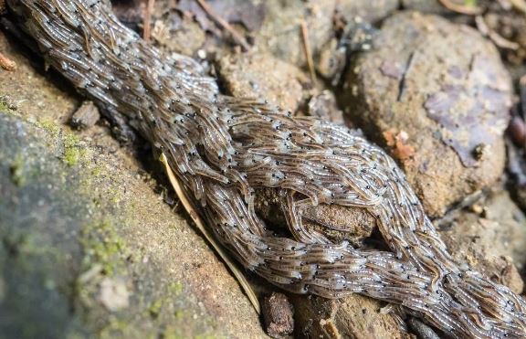 Bí ẩn hàng nghìn ấu trùng lúc nhúc, xếp thành con rắn trườn dài đã được giải mã