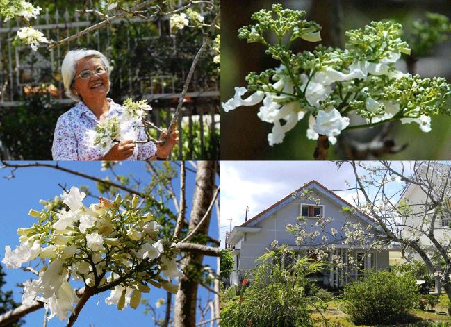 Thông tin về nguồn gốc cây phượng trắng độc nhất vô nhị ở Việt Nam và lý do không thể nhân giống