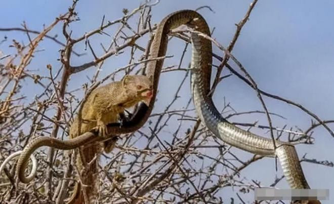 Con rắn độc lên cây ăn trứng chim mà không để ý đến phía sau, đến lúc phản ứng thì đã quá muộn