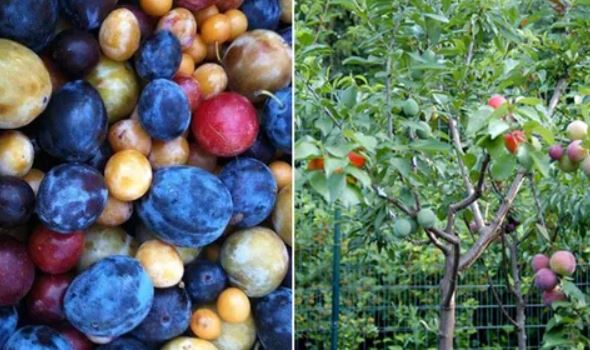 Loài cây cho ra 40 thứ quả khác nhau trong cùng một mùa: Mất 5 năm để trồng và ghép