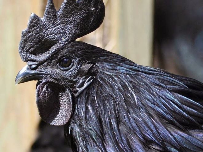 Gà mặt quỷ bán ở Việt Nam: Gây sốt giới đại gia, 100 triệu/cặp cũng không đủ để cung cấp