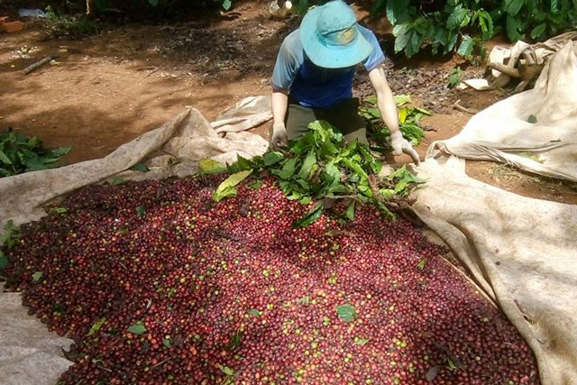 Giá nông sản ngày 27/1/2024: Cà phê và hồ tiêu đồng loạt tăng