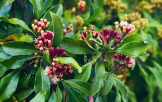 Loại gia vị tốt ngang 'insulin tự nhiên' giúp hạ đường huyết, ngăn ngừa ung thư hiệu quả: Rất sẵn ở chợ Việt