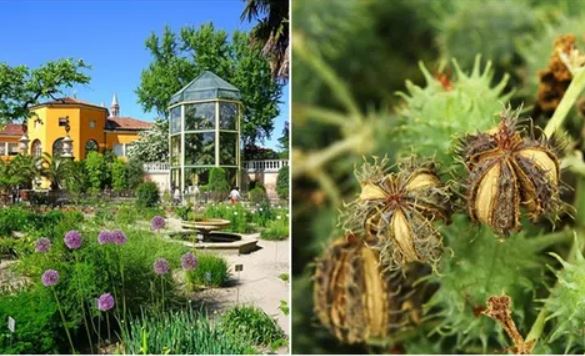 Bên trong khu vườn ‘độc’ bậc nhất thế giới: Có hơn 100 loài cây kịch độc, có thể giết người, chớ dại động vào