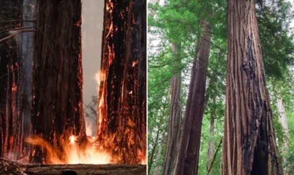Loại cây gỗ cháy đen thui vẫn có thể mọc mầm sau 3 năm, sức sống mãnh liệt hơn con người nghĩ