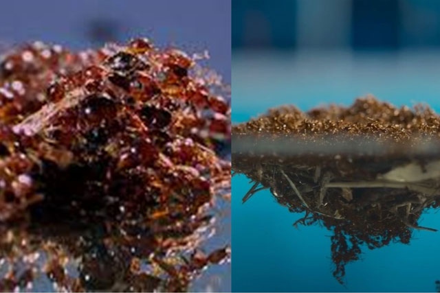 Chiêm ngưỡng 5.000 con kiến lửa nhúc nhích tạo chiếc bè nổi cứu kiến chúa cực kịch tính