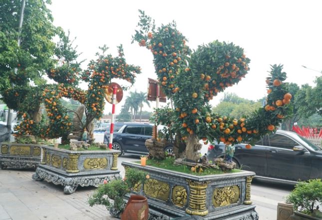 Quýt ‘song long’ đẹp mê hồn, 100 triệu đồng/cây, chủ vườn chưa chốt đơn vì muốn giá cao hơn