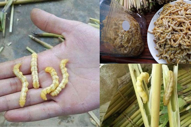 Loài sâu ở Việt Nam bổ gấp 3 lần đông trùng hạ thảo, được ví là 'thần dược phòng the', cực kỳ đắt đỏ