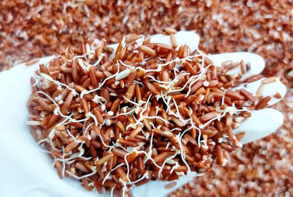 5 thực phẩm dù mọc mầm này vẫn dùng được, có khi dinh dưỡng gấp 2, nhiều người lầm tưởng nên bỏ phí
